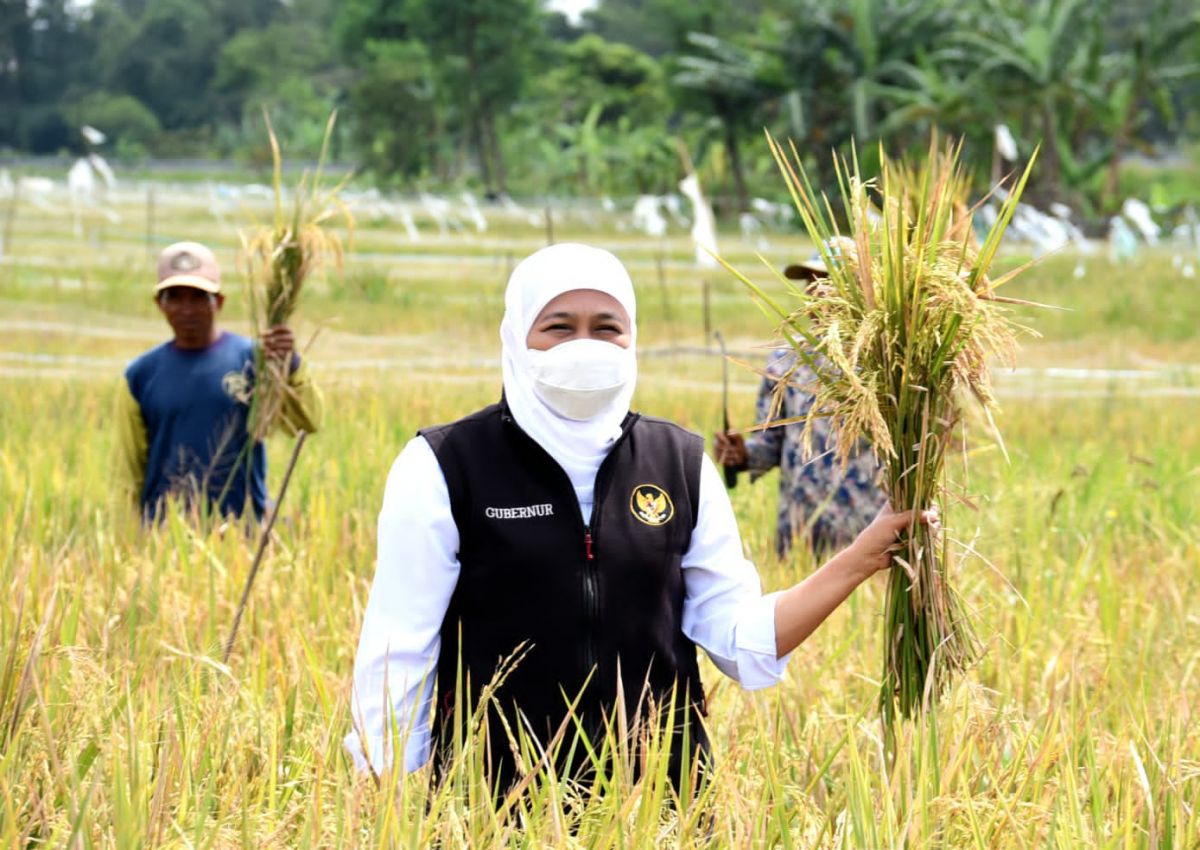 Jatim Kembali Jadi Produsen Padi Terbesar Nasional, Produksi Semester I 2026 Diproyeksikan Naik 5,49